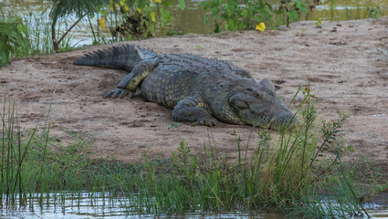 African Crocodile