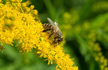 Bee collects nectar on a yellow flower