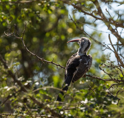 Yellow Billed Hornbill