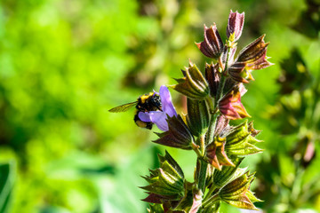 Hummel an Blüte