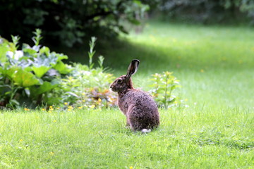 Feldhase auf dem Rasen im Garten