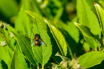 Fliege auf Blatt