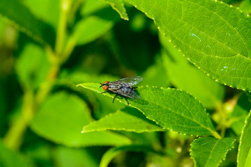 Schwarze Fliege auf grünen Blatt