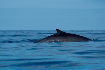 Finback whale on a calm blue ocean 