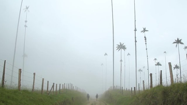Two hikers walking a dirt road in the mist, surrounded by wax palm trees, Cocora valley, Colombia