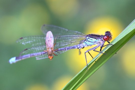 Large redeye, also called red-eyed damselfly, Erythromma naja