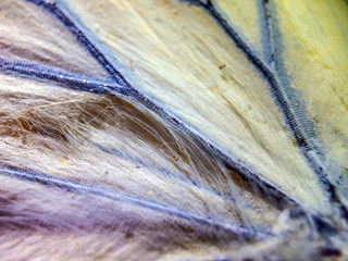 butterfly wings at high magnification
