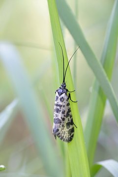 Spotted caddisfly, also called sedge-fly and rail-fly,  Semblis phalaenoides