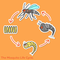 Flat vector cartoon character design concept of the mosquito life cycle for web and media decorations.