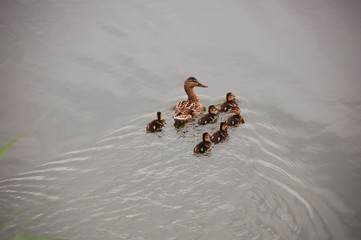 Anas platyrhynchos, mallard with ducklings