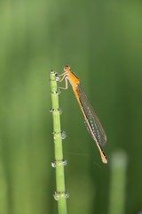 Scarce blue-tailed damselfly, Ischnura pumilio, young female