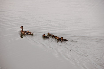 Anas platyrhynchos, mallard with ducklings