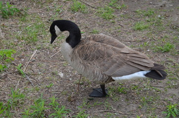 Goose