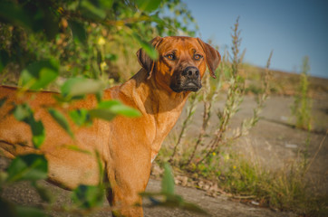 портрет рыжей собаки