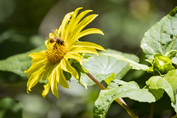 Bee on Flower