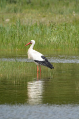 cigogne blanche