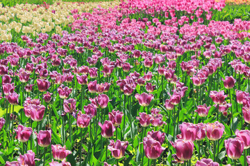 Tulip Flowers Blooming Garden Bed Spring Season Scene. Beautiful Group of Purple Colorful Tulips at the Garden Field, Flowers Nature Background. Bright Tulip Flowers Growing on Garden Glade.