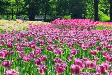 Tulip Flower Bed with Blossoming Colorful Purple Tulips. Outdoor Park Garden Field Full of Natural Bloom Tulips with Sunshine on Beautiful Spring Sunny Day Background. Grown Tulip Flowers Park View.