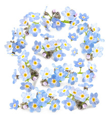 Beautiful spring forget-me-nots flowers background