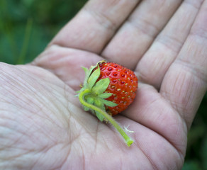 just picked up organic strawberry on a palm