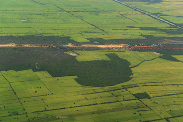 Naklejka premium CAMBODIA SIEM REAP LANDSCAPE RICEFIELD