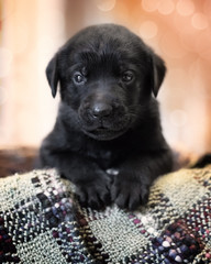 playful black puppy