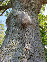 Eichenprozessionsspinner