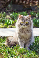 A thoughtful fluffy cat is sitting on the grass. Beautiful street cat on sunny day. Sad gray cat