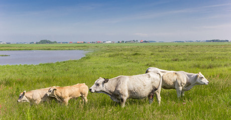 Fototapeta na wymiar White Piemontese cows in the landscape of Texel island, The Netherlands