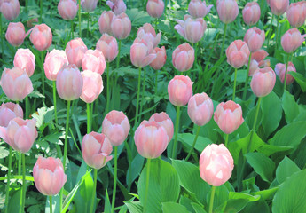 Fototapeta na wymiar Tulip Flowers Garden Bulbous Plants on Flowerbed Close Up View. Pink and White Soft Colored Tulips on Park Garden Glade. Famous Holland Flowers, Blooming in Spring Season, Natural Floral Picture.