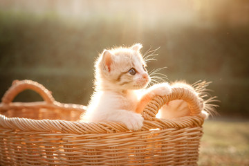 Kitten in the basket looking forward