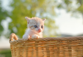 Fototapeta na wymiar Kitten in the basket looking forward