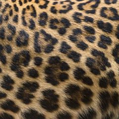 Detail skin of leopard.