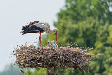 Storch (Ciconia ciconia) mit Jungstörchen im Nest