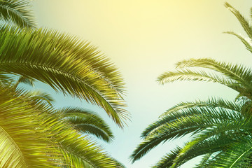 Fototapeta na wymiar Tropical palm trees, in summer against the sky, toning