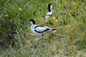avocette élégante