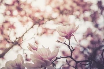 Rosa Magnolienblüten im Frühling, Sonnenlicht