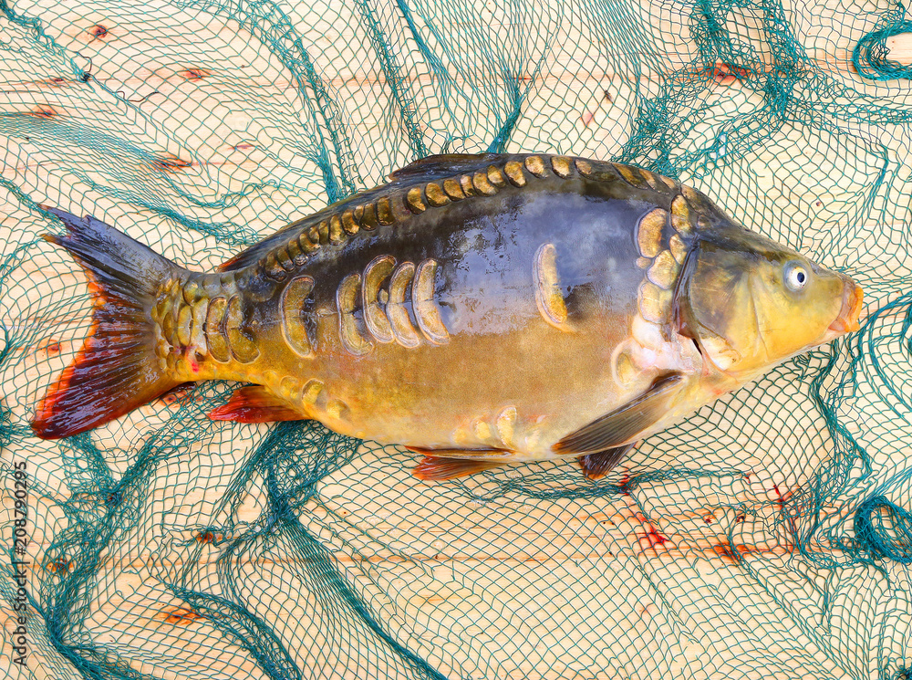 Wall mural Traditional food for christmas table in Czech Republic and Poland. The Common Carp - Cyprinus Carpio. Fishing catch.