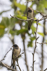 little swallows on tree at park