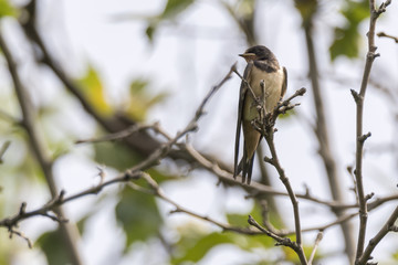 little swallows on tree at park
