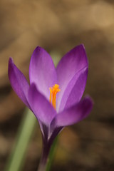 Crocus