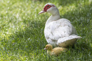 Muscovy duck and her puppy duckling
