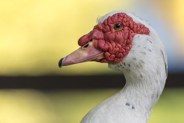 Muscovy duck on pond