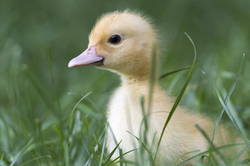 Muscovy duck's duckling on grass