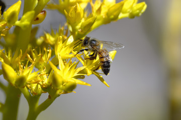 Detail of a European bee (apis mellifera) pollinating a yellow flower.