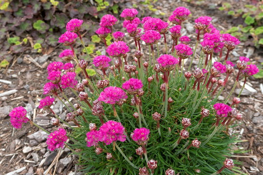 Pink Sea Thrift Plant In Bloom Closeup