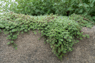 Woolly Thyme creeping over Stone Wall