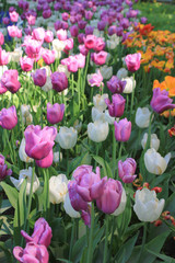 Tulips Flower Field Bed Nature Background with Bright Purple, White and Pink Tulips on Garden Glade with Warm Sunlight Glow. Soft Colorful Tulips Close Up, Spring Season Flowers on Warm Sunny Day.