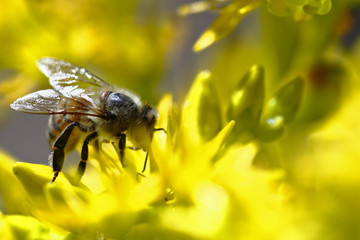 Detail of a European bee (apis mellifera) pollinating a yellow flower.