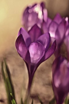 Blooming crosus